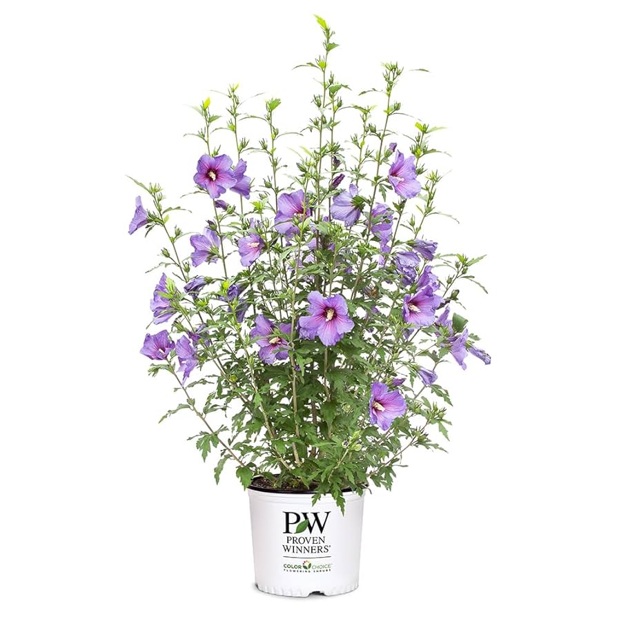 パープルローズ Amazon.com : 2 Gallon Proven Winners Paraplu 'Violet